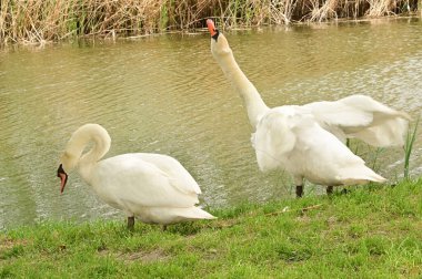 Gölde iki beyaz kuğu