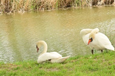 Gölde iki beyaz kuğu