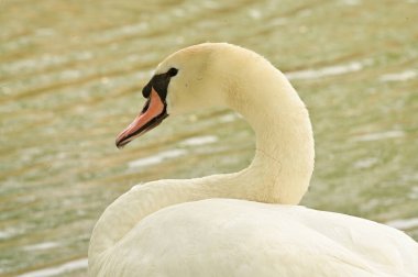 Göldeki beyaz kuğu manzarası