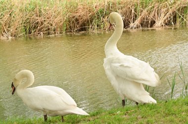 Gölde iki beyaz kuğu