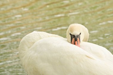 Göldeki beyaz kuğu manzarası