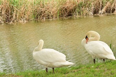 Gölde iki beyaz kuğu