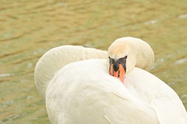 Göldeki beyaz kuğu manzarası