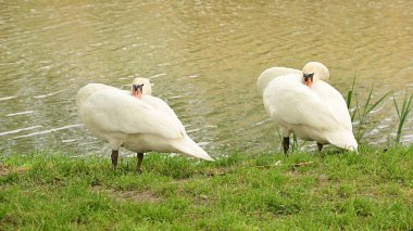Gölde iki beyaz kuğu