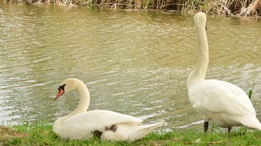 Gölde iki beyaz kuğu