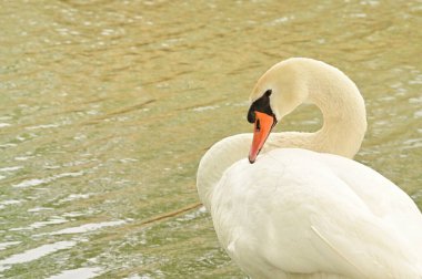 Göldeki beyaz kuğu manzarası