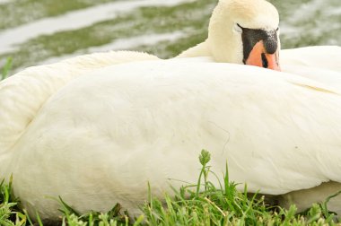 Göldeki beyaz kuğu manzarası