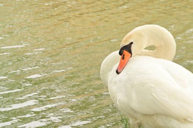 Göldeki beyaz kuğu manzarası