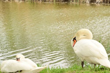 Gölde iki beyaz kuğu