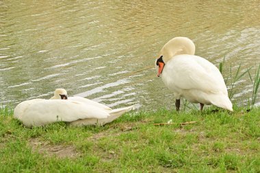 Gölde iki beyaz kuğu