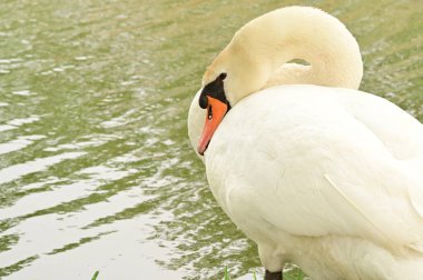Göldeki beyaz kuğu manzarası