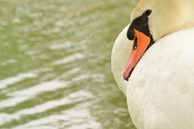 Göldeki beyaz kuğu manzarası