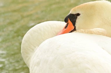 Göldeki beyaz kuğu manzarası