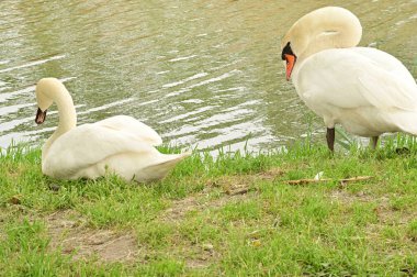 Gölde iki beyaz kuğu
