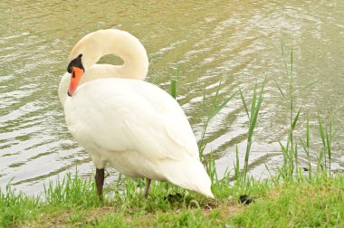 Göldeki beyaz kuğu manzarası