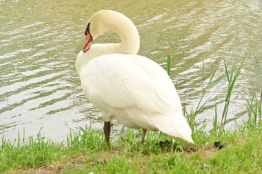Göldeki beyaz kuğu manzarası