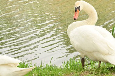 Göldeki beyaz kuğu manzarası