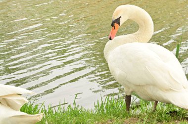 Göldeki beyaz kuğu manzarası