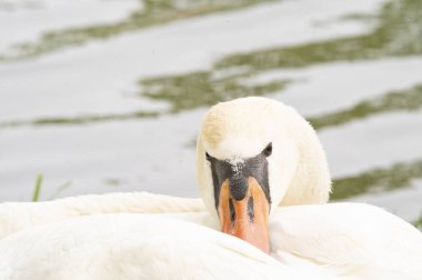 Göldeki beyaz kuğu manzarası