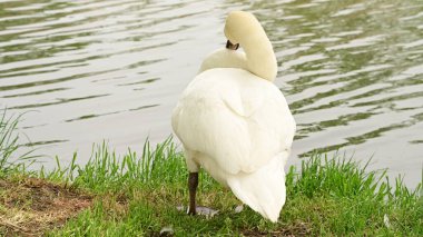 Göldeki beyaz kuğu manzarası