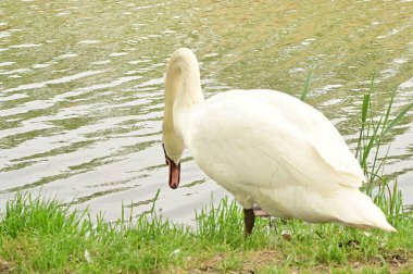 Göldeki beyaz kuğu manzarası