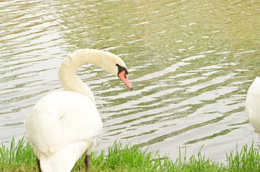 Göldeki beyaz kuğu manzarası