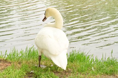 Göldeki beyaz kuğu manzarası