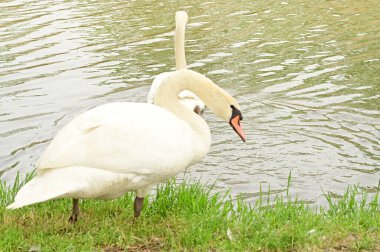 Gölde iki beyaz kuğu