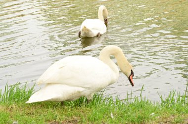 Gölde iki beyaz kuğu