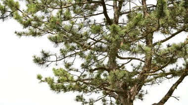 Ormanda çam ağacı dalları