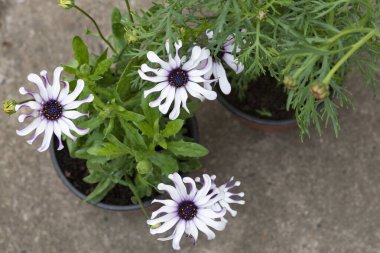 Bahçede büyüyen güzel beyaz bahar çiçekleri