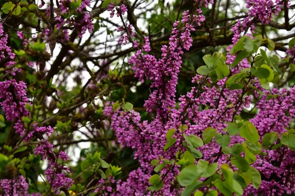 Bahçede büyüyen güzel mor çiçekler, yaz konsepti.