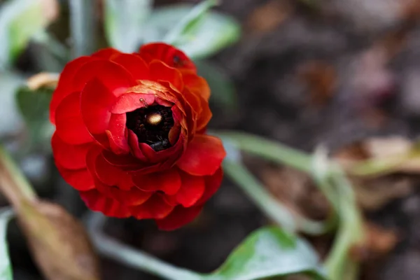 Beautiful Blooming Flower Growing Garden — 스톡 사진