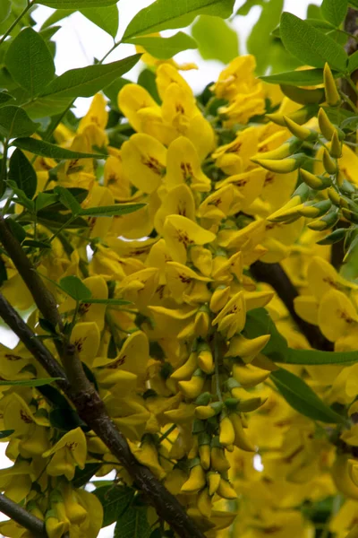 Krásné Žluté Květy Zahradě Letní Koncept — Stock fotografie