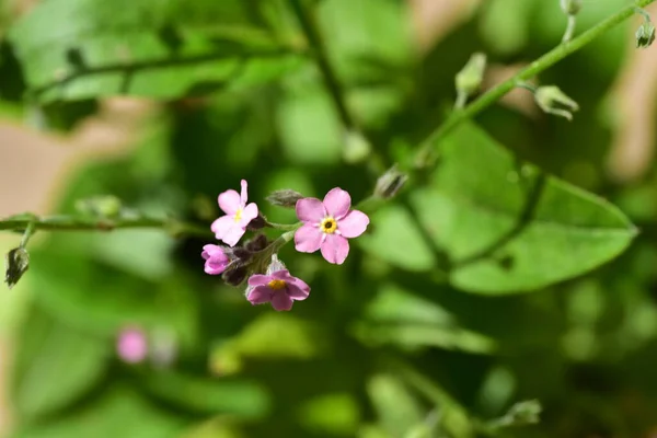 Красиві Фіолетові Квіти Ростуть Саду Літня Концепція — стокове фото