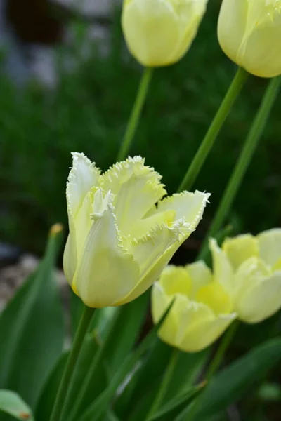 Beautiful Tender Tulips Growing Garden — Foto de Stock