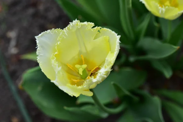 Bellissimo Fiore Tulipano Giardino — Foto Stock