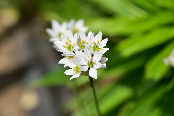 Flori Frumoase Primăvară Albă Creștere Grădină — Fotografie, imagine de stoc
