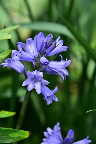 Beautiful Purple Flowers Growing Garden Summer Concept — 스톡 사진