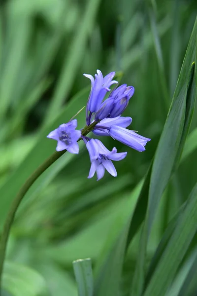 Beautiful Purple Flowers Growing Garden Summer Concept — 스톡 사진