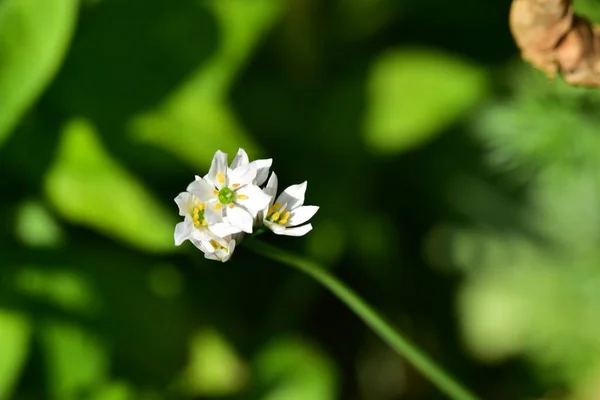 Bahçede Büyüyen Güzel Beyaz Bahar Çiçekleri — Stok fotoğraf