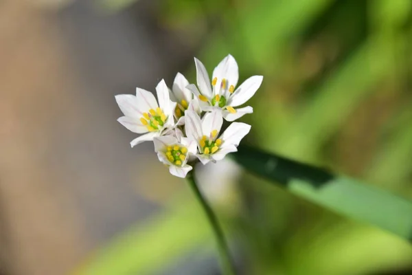 Gyönyörű Fehér Tavaszi Virágok Nőnek Kertben — Stock Fotó