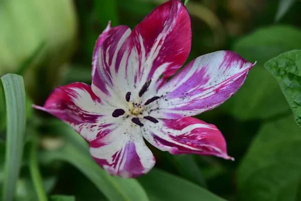 Gyönyörű Tulipán Virág Kertben — Stock Fotó