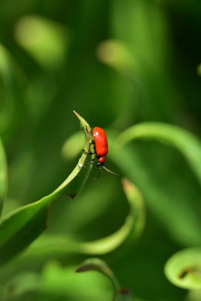 Petit Insecte Rouge Sur Feuille Verte Vue Rapprochée — Photo