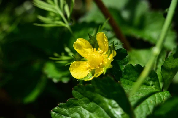 Belas Flores Amarelas Jardim Conceito Verão — Fotografia de Stock