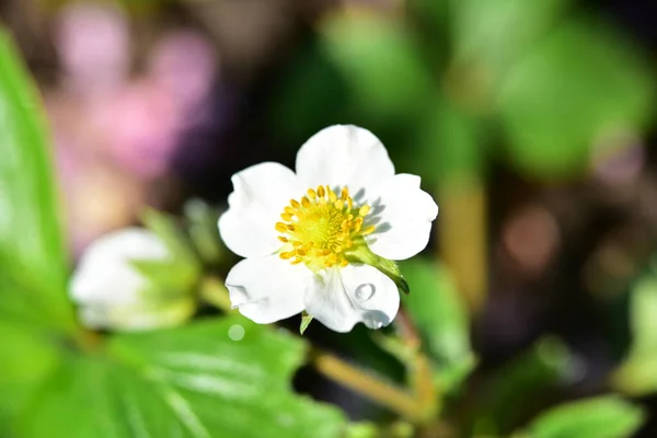 Belas Flores Brancas Primavera Crescendo Jardim — Fotografia de Stock