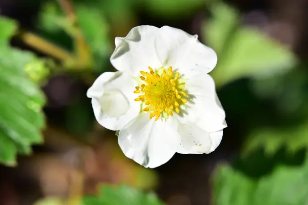 Beautiful White Spring Flowers Growing Garden — Stock Fotó