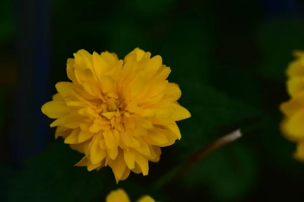 Belas Flores Amarelas Jardim Conceito Verão — Fotografia de Stock