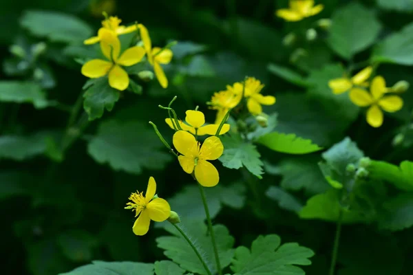 Beautiful Yellow Flowers Garden Summer Concept — Foto de Stock