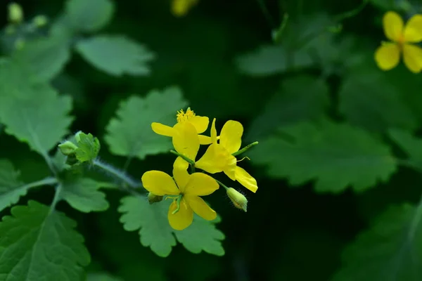 花园里美丽的黄色花朵 夏天的概念 — 图库照片